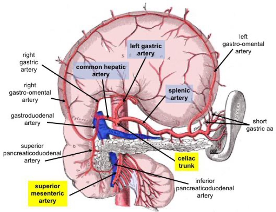 Acute Pancreatitis 2 Coeliac trunk and branches