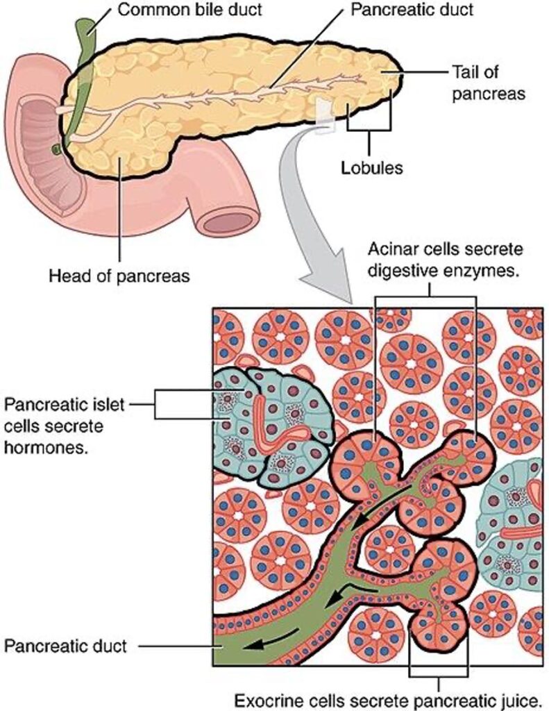 Acute Pancreatitis 3 Pancreas acini and ducts