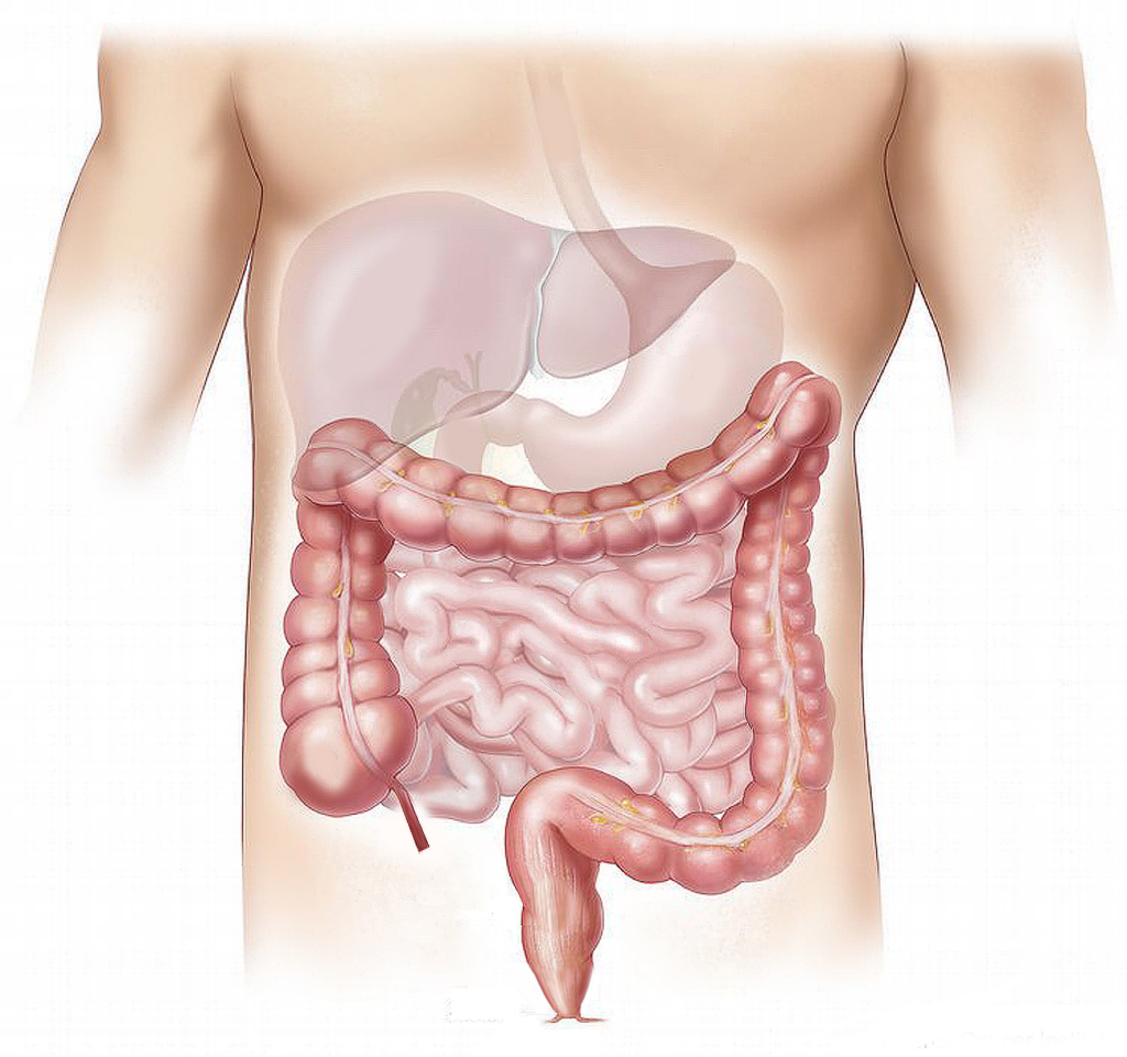 offal, marking, medical, colon, liver, small intestine, belly, human, organs, salivary gland, colon, colon, colon, liver, liver, liver, liver, liver-1463369.jpg