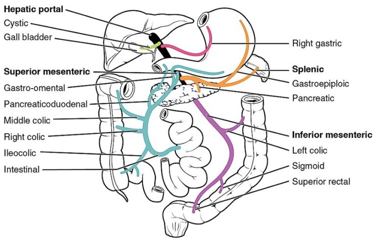 colorectal-anatomy-mla-medics